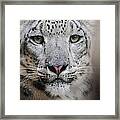 Stare Of The Snow Leopard Framed Print