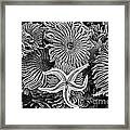 Starfish 3 Framed Print