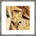 Starfish Framed Print