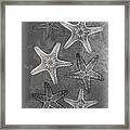 Starfishes X-ray Art Framed Print