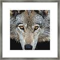 Staring Gray Wolf Framed Print