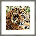 Staring Tiger Framed Print