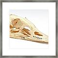 Steamer Duck Skull Framed Print