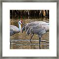 Steppin Out Framed Print