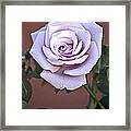 Sterling Silver Rose Named Blue Moon Rose Framed Print