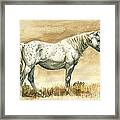 Sterling Wild Stallion Of Sand Wash Basin Framed Print