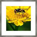 Sticky Fingers Framed Print