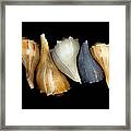 Still Life With Five Whelk Shells Framed Print