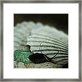 Still Life With Fossil Shells And Beach Glass Framed Print