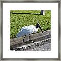 Stork Framed Print