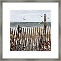 Storm Gulls Framed Print