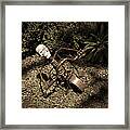 Strange Skull Framed Print