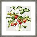 Strawberry Framed Print