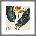 Strelitzia Sp. Flower, Artwork Framed Print