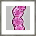Streptococcus Pneumoniae Framed Print