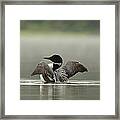 Stretching The Wings Framed Print
