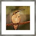 Strike A Hummingbird Pose Framed Print