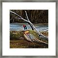 Strutting Pheasant Framed Print