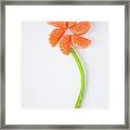 Studio Shot Of Candies Imitating Flower Framed Print