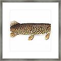 Study Of A Northern Pike Framed Print