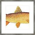 Study Of A Yellowstone Cutthroat Trout Framed Print