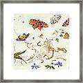 Study Of Insects And Flowers Framed Print