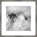 Subtle Mane Framed Print