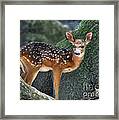 Such A Deer Framed Print