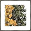 Sugar Maple And Evergreen Framed Print