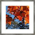 Sugar Maple Leaves From Below Framed Print