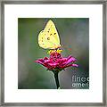 Sulphur Butterfly On Pink Zinnia Framed Print