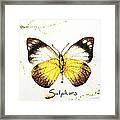 Sulphurs - Butterfly Framed Print