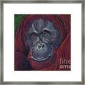 Sumatran Orangutan Framed Print