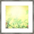 Summer Dawn Framed Print