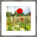 Summer Meadow With Red Poppy Framed Print
