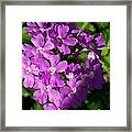 Summer Phlox Framed Print