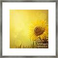 Summer Sunflower Background Framed Print