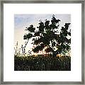 Summer Sunset Framed Print