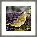 Summer Tanager Female In Water Framed Print