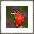 Summer Tanager Male Texas Framed Print