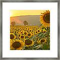 Sun And Sunflowers Framed Print