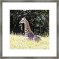 Sun Bathing Framed Print