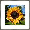Sun Flower Framed Print