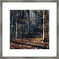 Sun In The Forest Framed Print