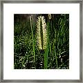 Sun-lite Grass Seed Framed Print