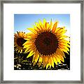 Sun Shine 3 Wc 2 Framed Print