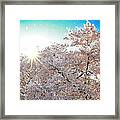 Sunburst Through The Sakura Framed Print