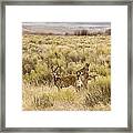 Sunday Outing Framed Print