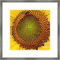 Sunflower # 2 Framed Print