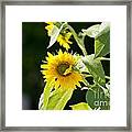 Sunflower And Honey Bee Framed Print